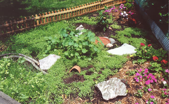 Basil's Outdoor "Turtle Garden"