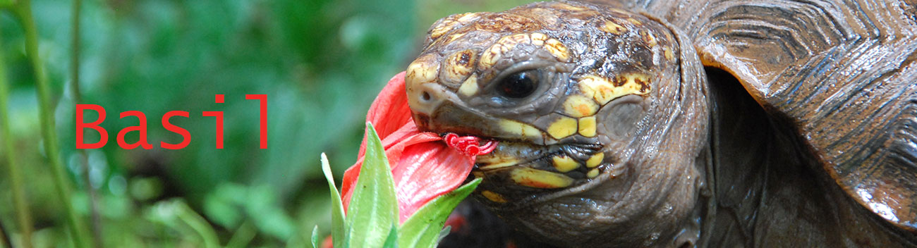 Basil