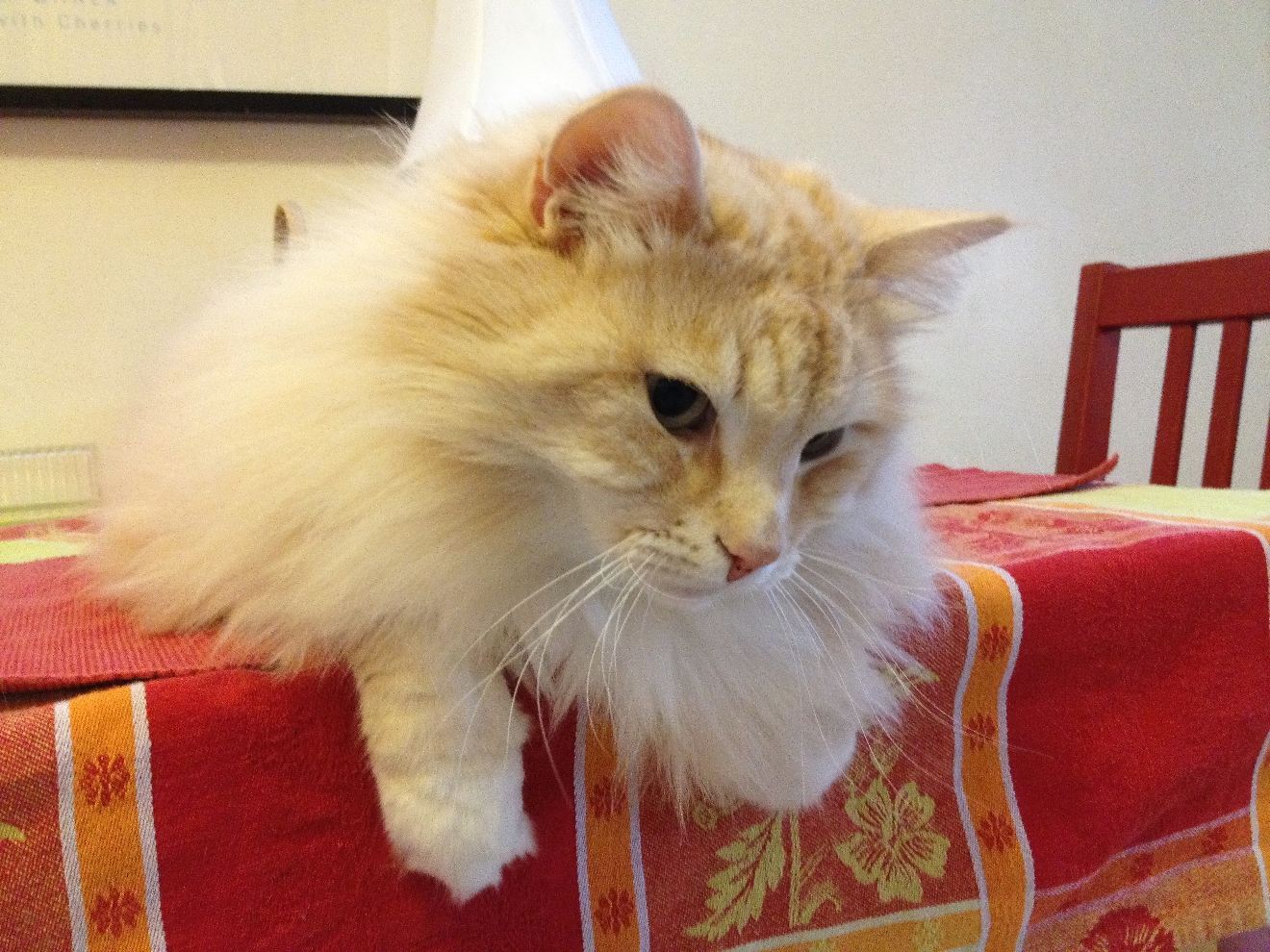 Pumpkin (2002 - 2019)